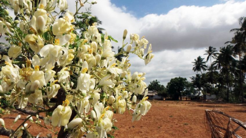 Moringa: estudio de la UNAM revela los verdaderos beneficios del "árbol milagro"