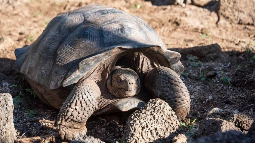 Tortugas de Islas Galápagos sufren de infecciones por bacterias resistentes a antibióticos