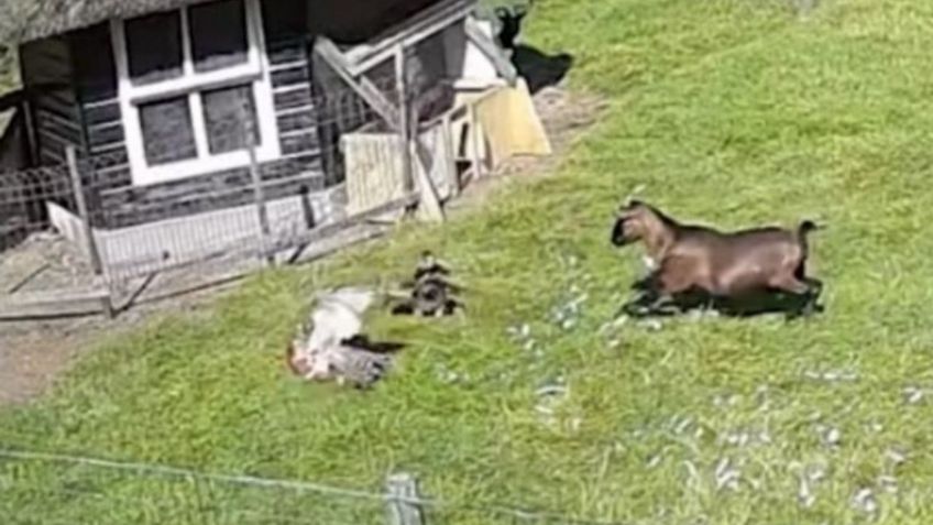 Cabra salva a gallina del ataque de un gavilán |  VIDEO