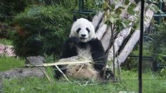 Pandas podrían seguir en peligro de extinción por esta INCREÍBLE razón