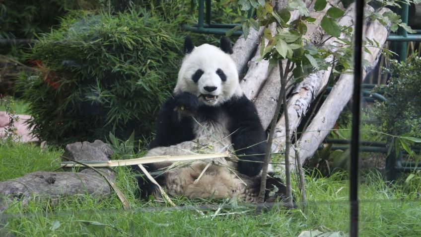 Pandas podrían seguir en peligro de extinción por esta INCREÍBLE razón