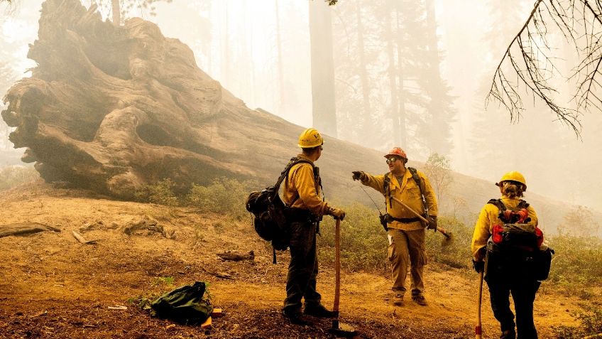 Daño ecológico: Récord de CO2 por incendios