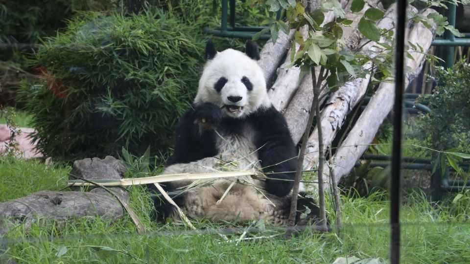 El panda pasó a ser una especie vulnerable, según Fondo Mundial para la Naturaleza. Foto: Cuartoscuro