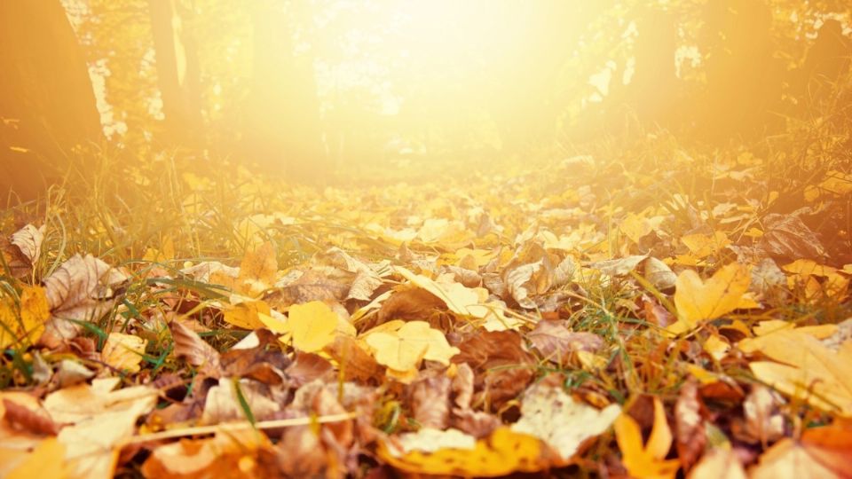 Este 2021 el otoño llegará el 22 de septiembre a las 14:21 horas. Foto: Freepik