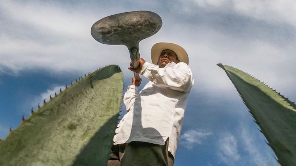 Tequila recibe certificación como primer Destino Turístico. Foto: Especial