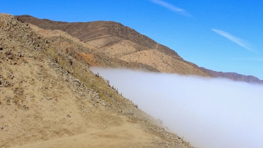 Las islas de vegetación que son un FENÓMENO en los desiertos de Chile y Perú