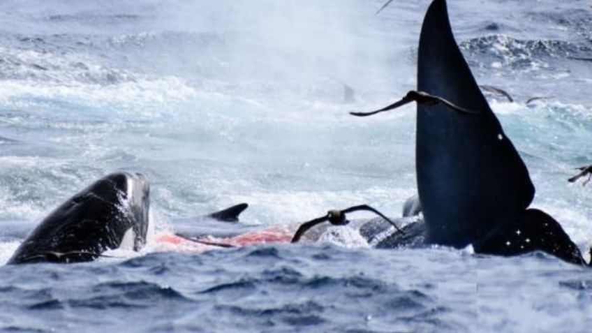 Ballena azul da su último aliento antes de ser devorada por manada de 70 orcas | VIDEO