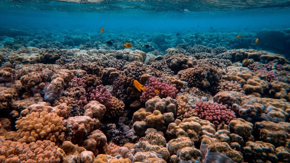 'Son el hábitat natural de especies en peligro de extinción como las gorgonias, las plumas marinas o las anémonas, entre otras”, insisitió.