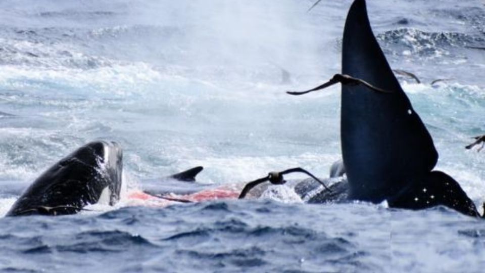 Un conjunto de orcas devoraron a una ballena | Internet.