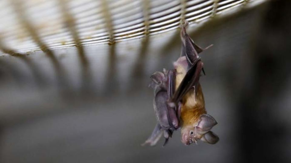 La investigación se realizó en diferentes especies de murciélagos. Foto: Archivo | AFP