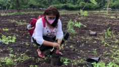 Comunidades de Michoacán reciben pagos por cuidar y reforestar áreas naturales