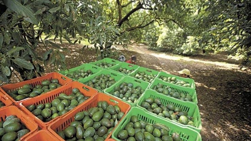 Michoacán perdió 324 mil hectáreas de bosque para plantíos de aguacate en los últimos 6 años