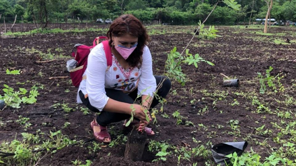 Trabajos de reforestación.