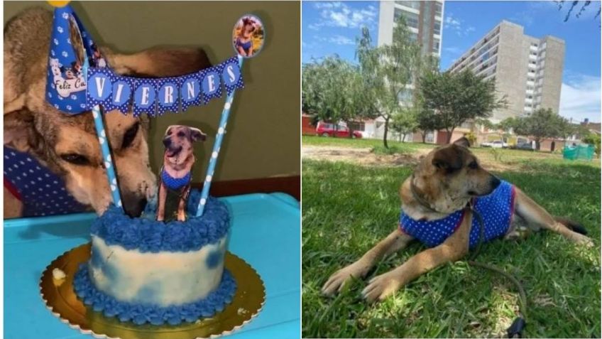 Familia adopta a perrito y le festejan su cumpleaños con todo y pastel