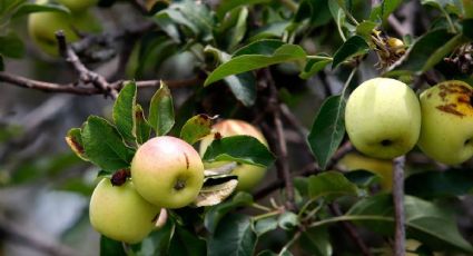 crecimiento de manzanas