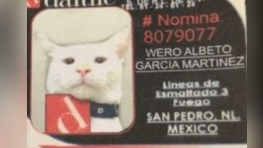 Un GATO contratado como VIGILANTE enternece las redes sociales | FOTOS