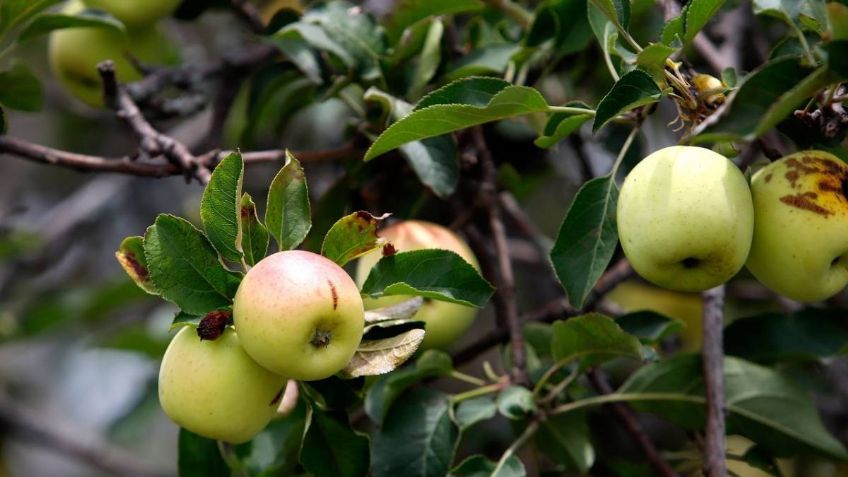 Sader reporta crecimiento en producción de manzana