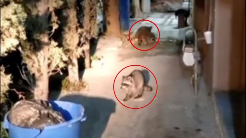 Decenas de mapaches invaden colonia de Juárez, Nuevo León | VIDEO