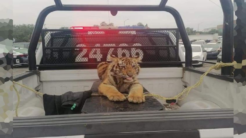 Capturan en las calles de Cuautitlán Izcalli a ¡un cachorro de tigre de bengala!