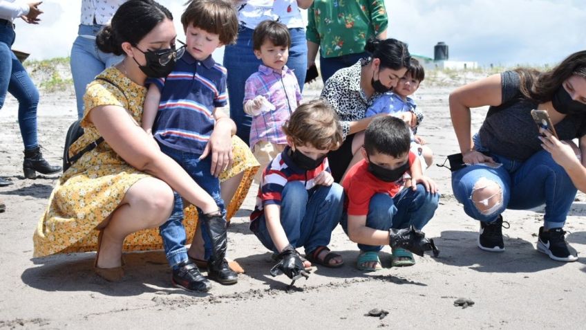 Inicia la temporada de liberación de tortugas marinas en Elota, Sinaloa