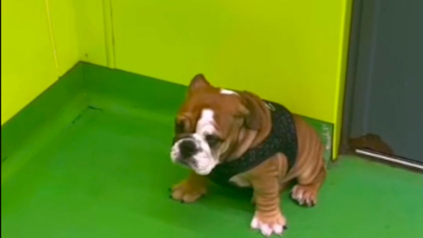 Perrita asiste a primer día de ‘escuela’ y su tierna reacción se vuelve viral: VIDEO