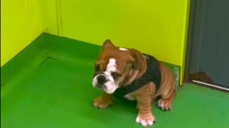 La pequeña Fella se mostraba temerosa ante su primer día de 'clases' Foto: Especial