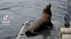 Lobo marino invade embarcación para salvarse del ataque de unas orcas y lo corren | VIDEO VIRAL