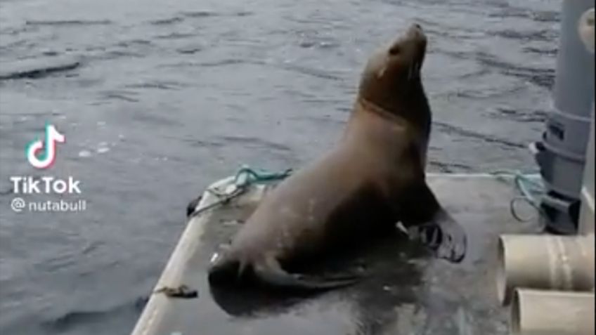 Lobo marino invade embarcación para salvarse del ataque de unas orcas y lo corren | VIDEO VIRAL