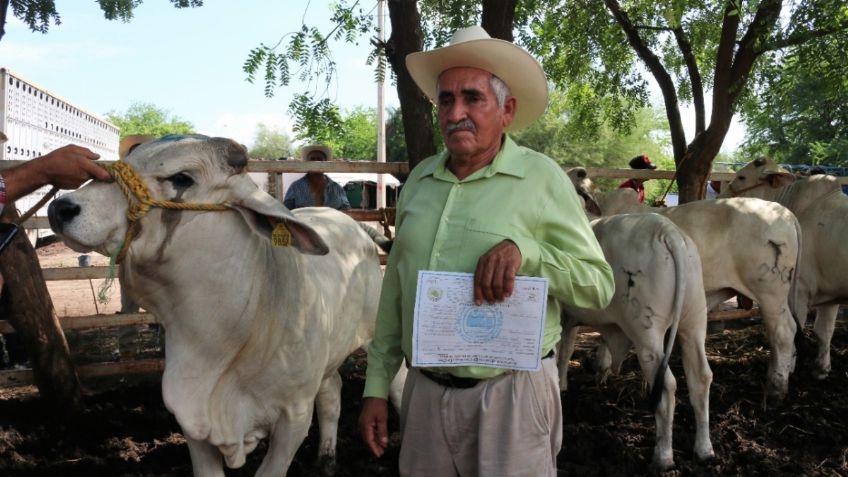 Piden ganaderos de Sinaloa al Congreso no promulgar norma que acabaría con la actividad productiva