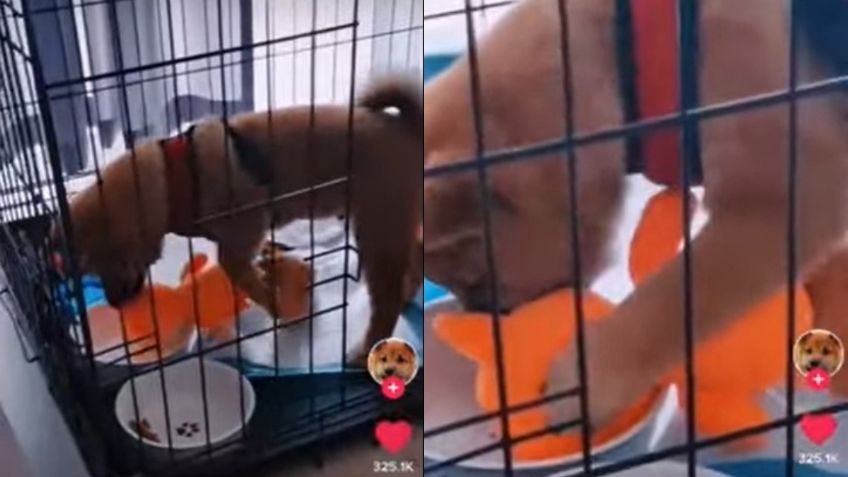 ¡Ternurita! Perrito conquista las redes al darle de beber agua a su peluche | VIDEO