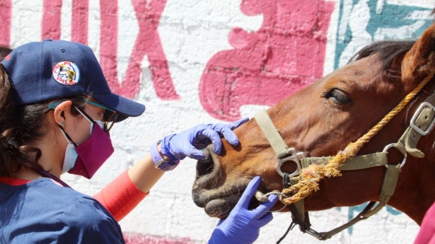 Por pandemia, El Camino A.C cancela proyecto para rescatar a 200 caballos en el Edomex