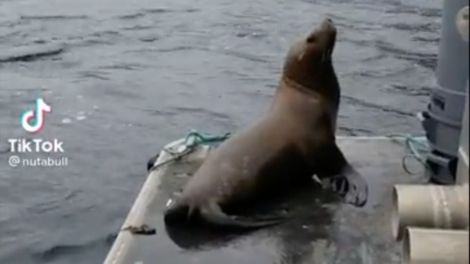 Lobo marino a salvo de orcas asesinas. Foto: Especial