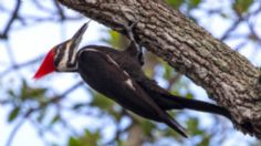 ¡Lamentable! EU declara extinto al pájaro carpintero real a causa del cambio climático