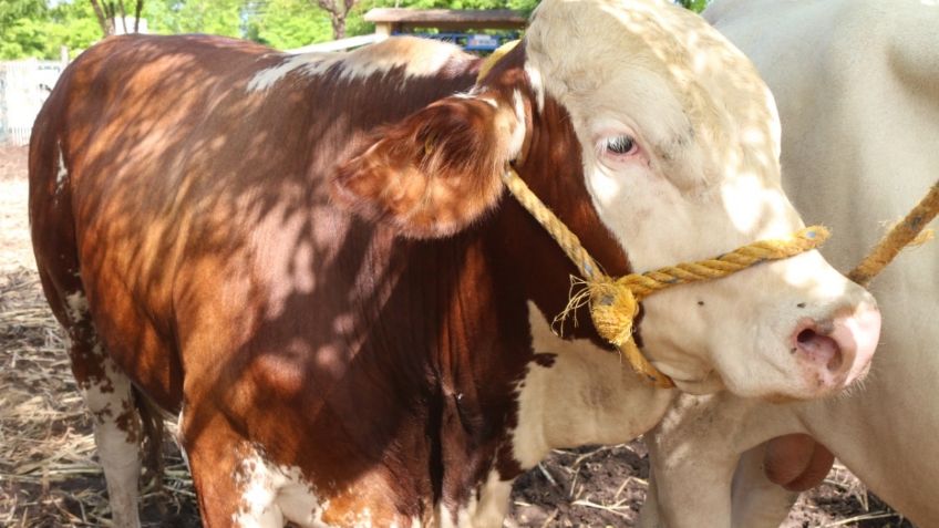 Precio de la carne aumentará por sequías; hato ganadero disminuye 10% en Tamaulipas