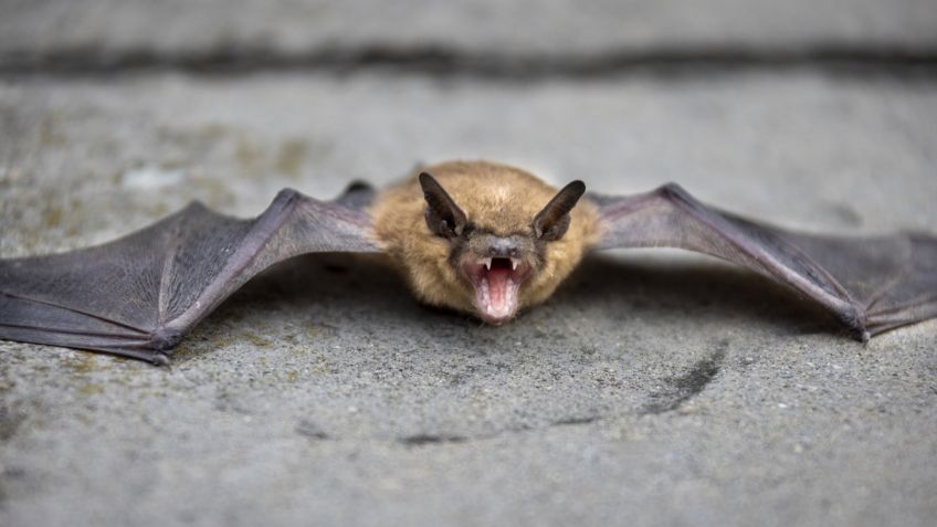 Despertó con un murciélago aferrado al cuello y después murió por rabia humana