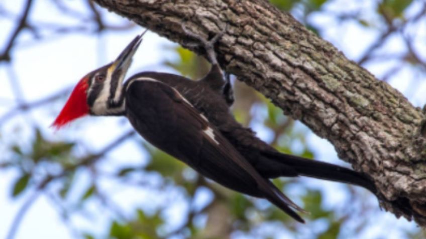 ¡Lamentable! EU declara extinto al pájaro carpintero real a causa del cambio climático