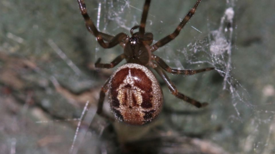 Es muy común que la gente confunda a la falsa viuda con una viuda negra real. Foto: The Wildlife Trusts