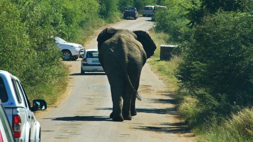 Furioso elefante embiste a un autobús de pasajeros en la India ¡Quítate! | VIDEO