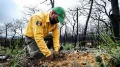 Jalisco: Después de terribles incendios, continúan las reforestaciones para el Bosque de la Primavera