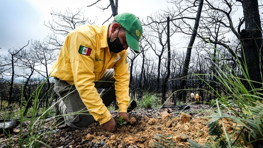 Jalisco: Después de terribles incendios, continúan las reforestaciones para el Bosque de la Primavera