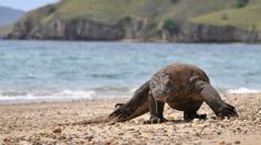 Esta RARA ESPECIE de "dragón" ya se encuentra en peligro de extinción a causa del cambio climático