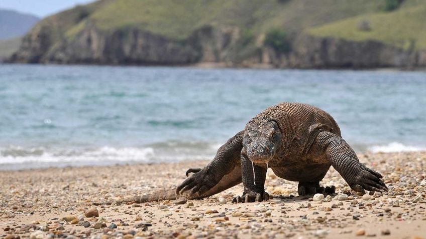 Esta RARA ESPECIE de "dragón" ya se encuentra en peligro de extinción a causa del cambio climático