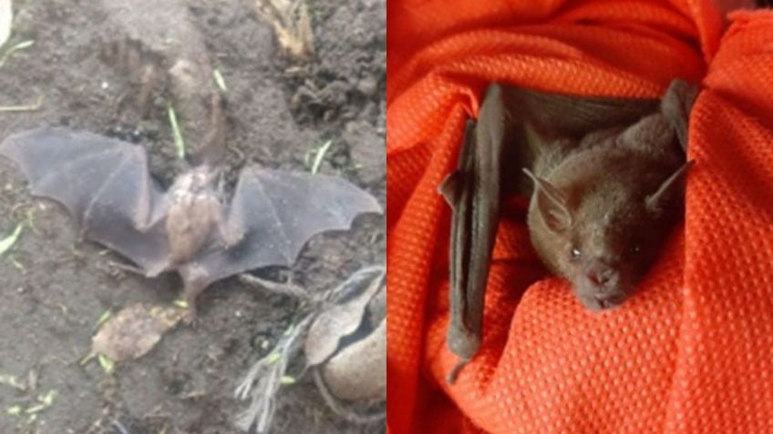 ¡Héroes! Policías rescatan a murciélago herido en la alcaldía Benito Juárez