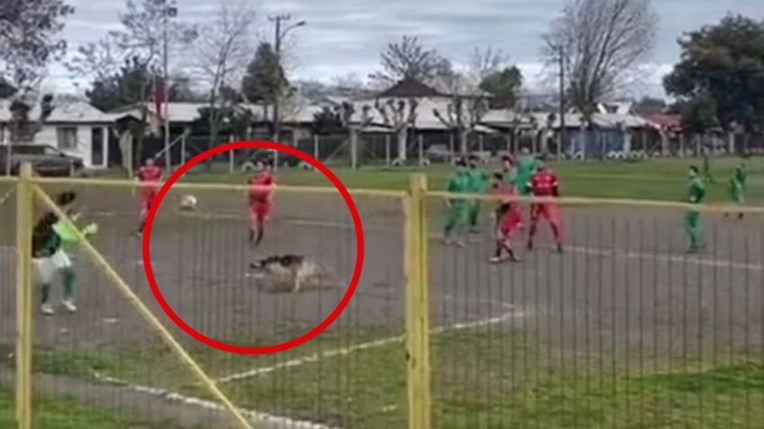 Perro chileno se hace viral por golazo en partido amateur: VIDEO