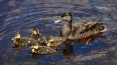 VIDEO VIRAL: Patos imitan a humanos y aprenden a decir groserías