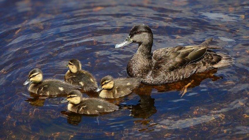 VIDEO VIRAL: Patos imitan a humanos y aprenden a decir groserías