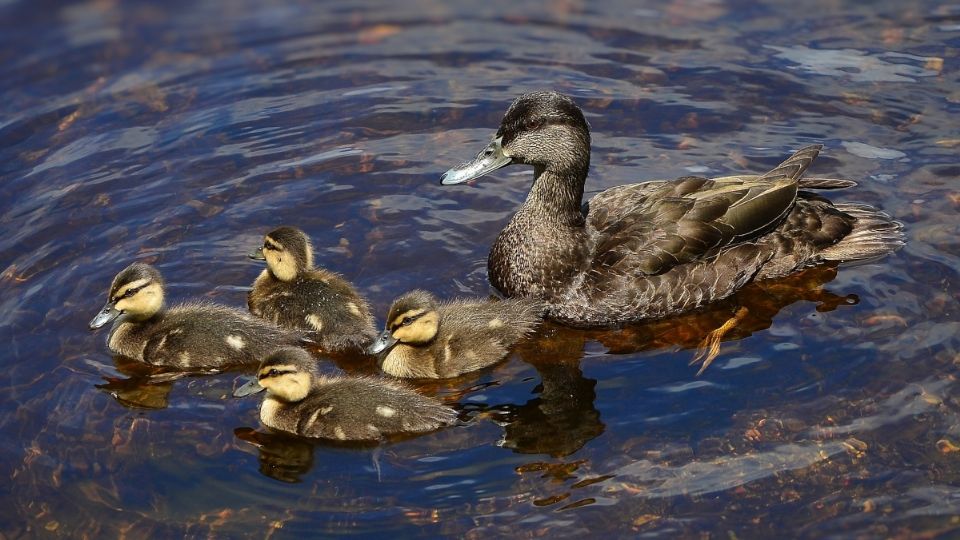 Esta especie de patos solo se encuentra en Australia y Tasmania. Foto: Pixabay