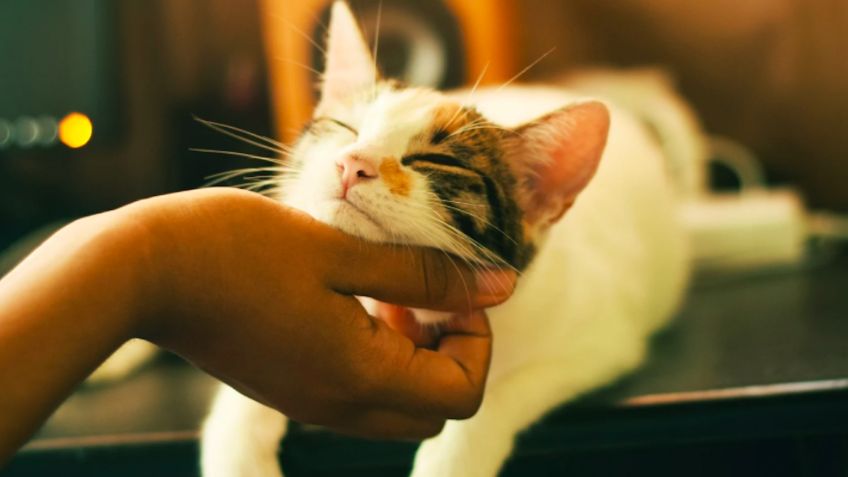 ¿Cómo saber si mi gato es feliz? Tres señales que te ayudarán a descifrarlo