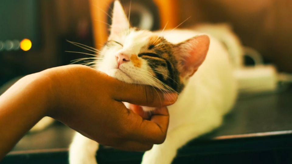 La postura corporal, el brillo de los ojos y sus sonidos te dejarán saber si tu gatito es feliz Foto: Especial