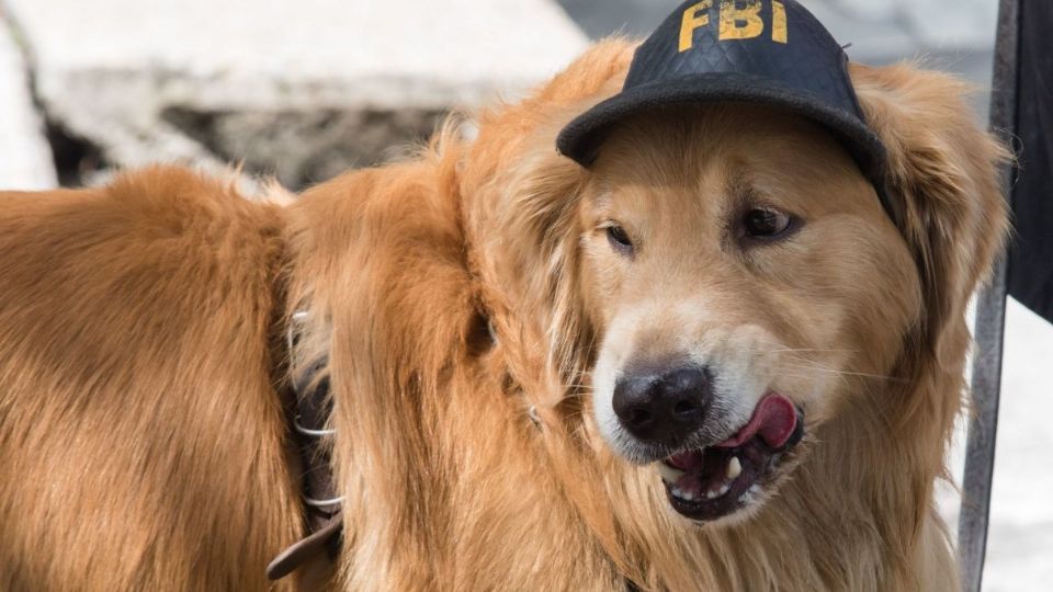 Los perros son capaces de saber las horas como si leyeran un reloj (Foto: Archivo | Cuartoscuro)